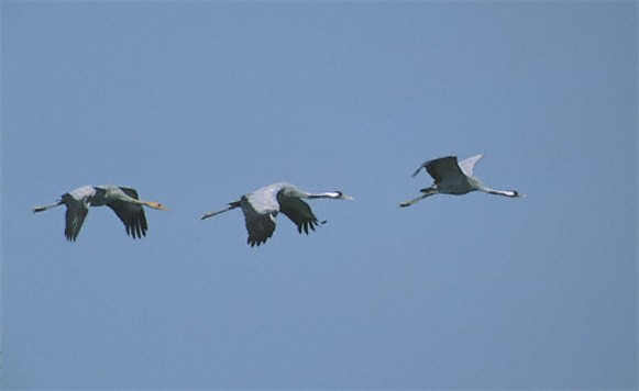 Image - Common cranes